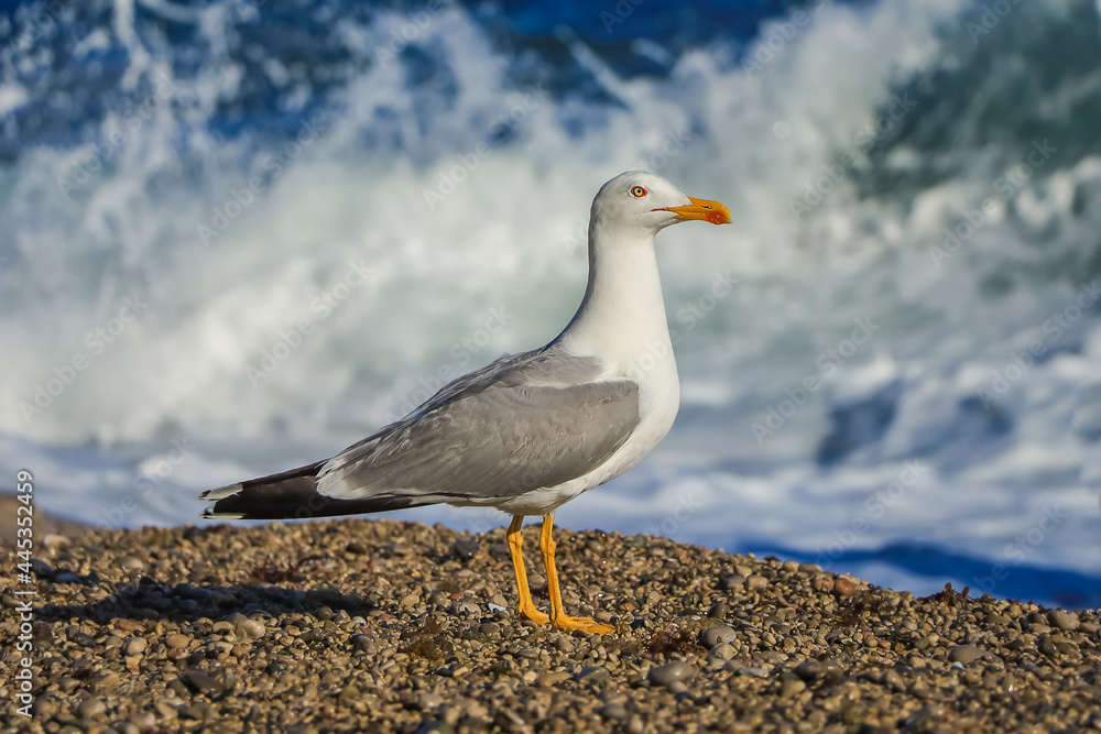 Obraz premium A close-up seagull walks along a rocky beach against the backdrop of sea waves.
