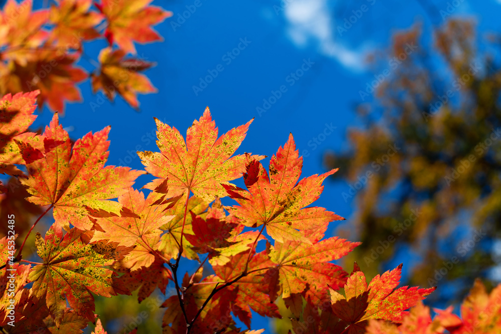 autumn maple leaves in the sky fall season autumn maple leaves in the sky fall season