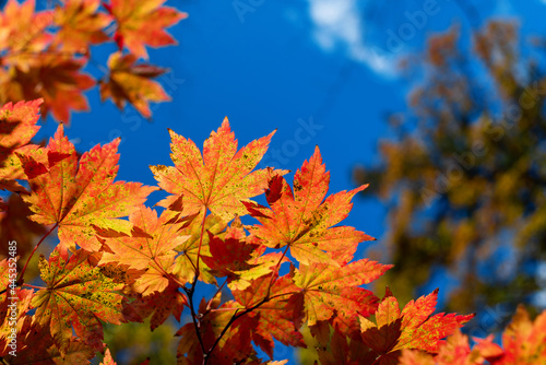 autumn maple leaves in the sky fall season