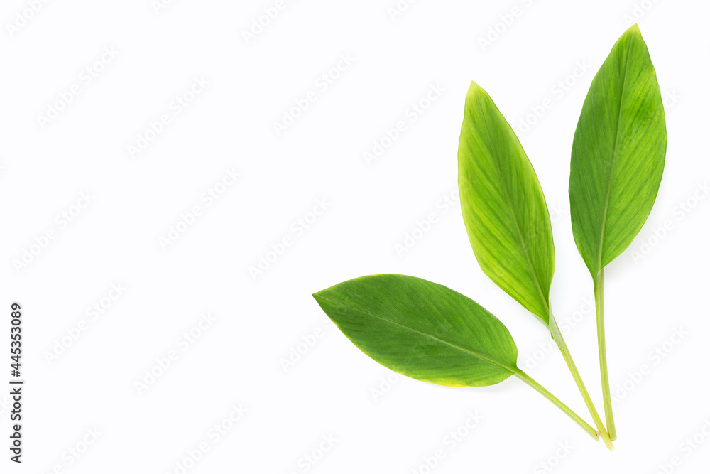 Fingerroot leaves on white background.. Fingerroot leaves on white background..
