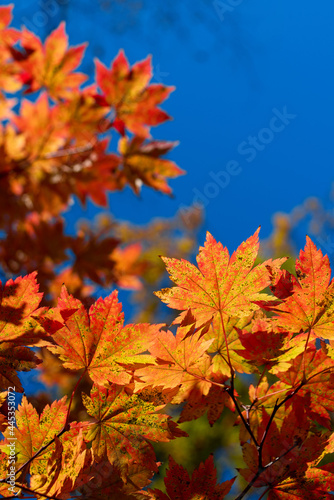 autumn maple leaves on sky fall season
