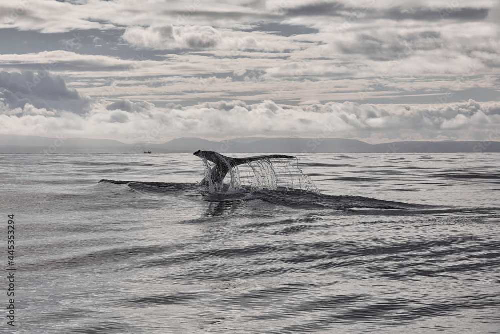 the tail of a humpback whale in the water