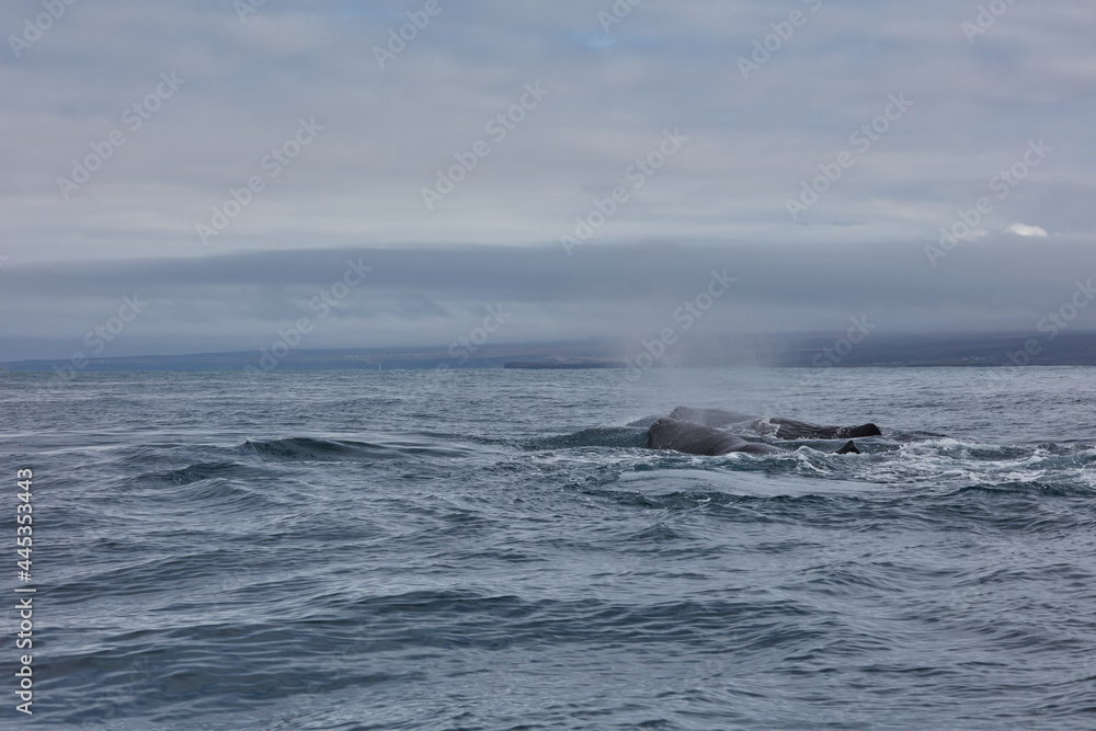 family of humpback whales swims in the ocean three whales