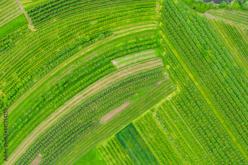 abstract background - green grasses