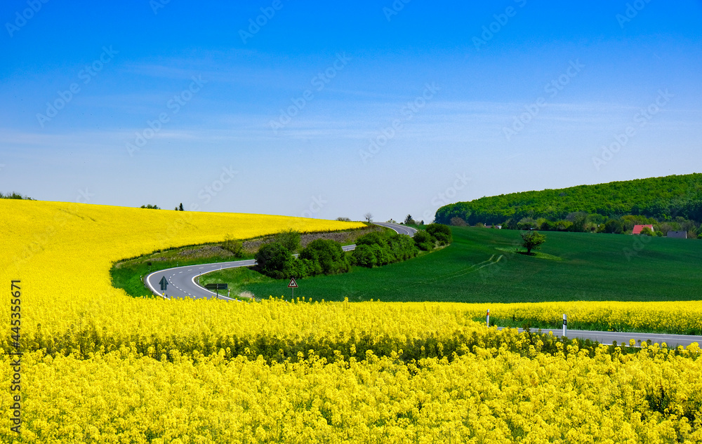 Obraz premium field of rapeseed