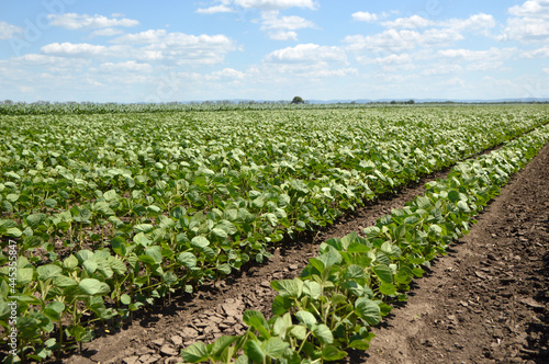 green soya bean field in bright spring day