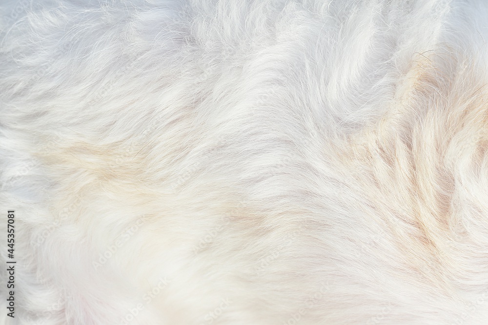 Abstract close-up white fur texture texture background Abstract close-up white fur texture texture background
