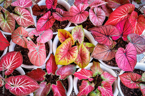 Pattern of caladium foliage plant red and yellow color photo