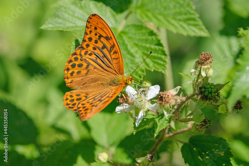 Fotografija Male silver-washed fritillary (Argynnis paphia) on a blackberry blossom