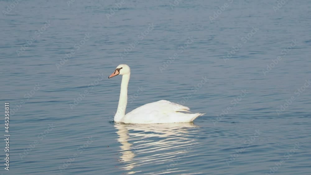 White swans swimming near the coast of baltic sea in Rostock Warnemuende White swans swimming near the coast of baltic sea in Rostock Warnemuende