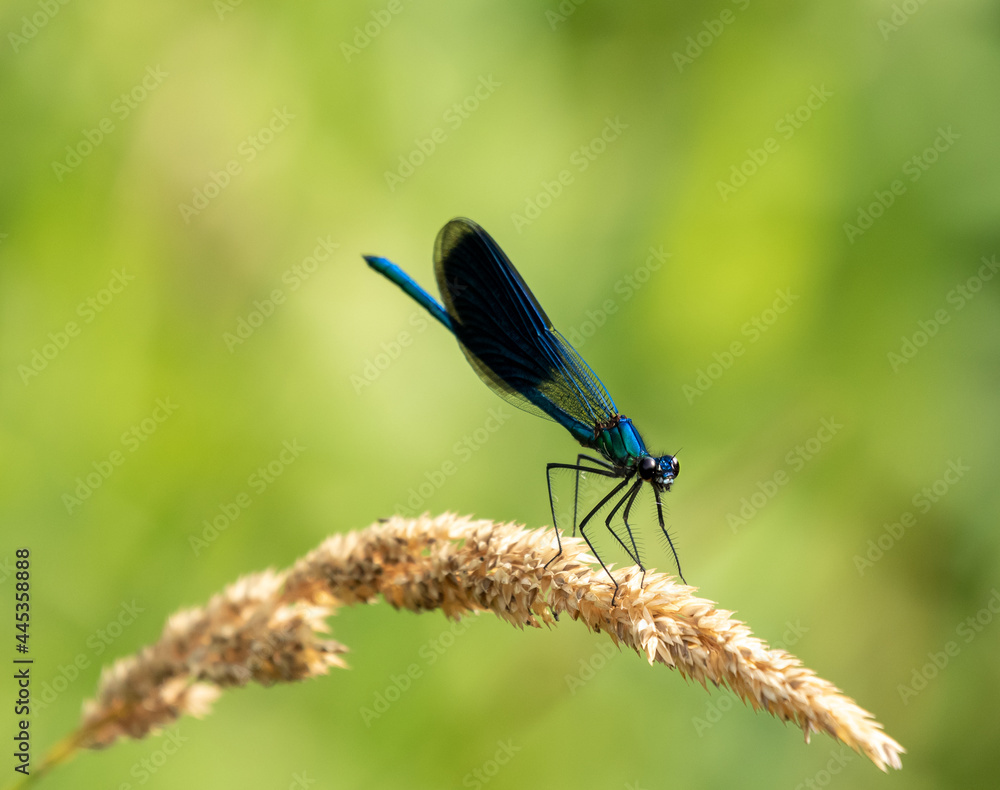 niebieska ważka na zielonym tle