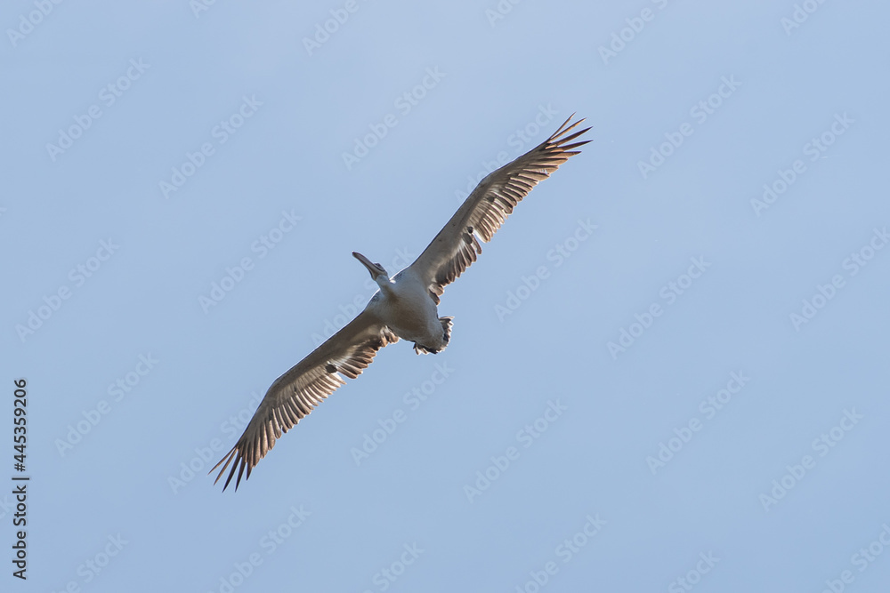 Pelecanus crispus fly in the sky in spring scene
Dalmatian pelican in summer scene
