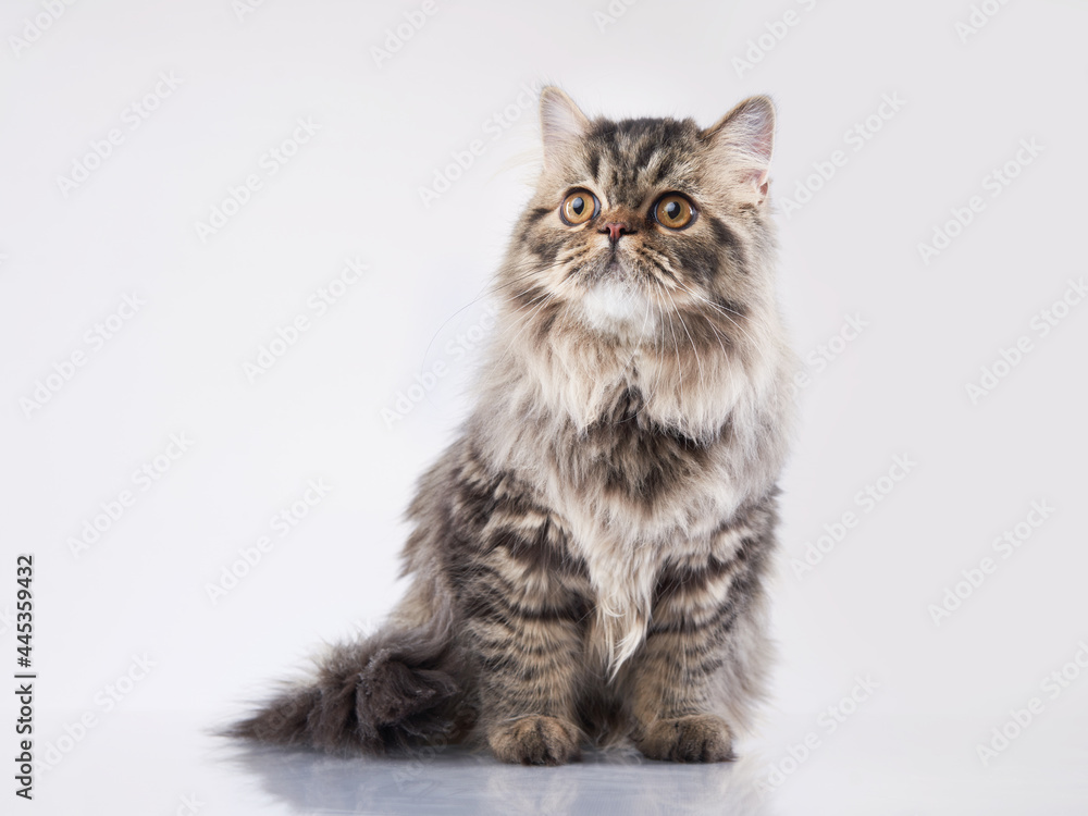 Scottish tabby cat on a light background. Pet in the studio. 