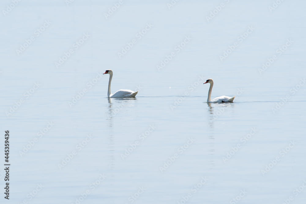 Cygnus olor sit on the water in river.
Mute swan sit on lake, spring and summer scene Cygnus olor sit on the water in river.
Mute swan sit on lake, spring and summer scene