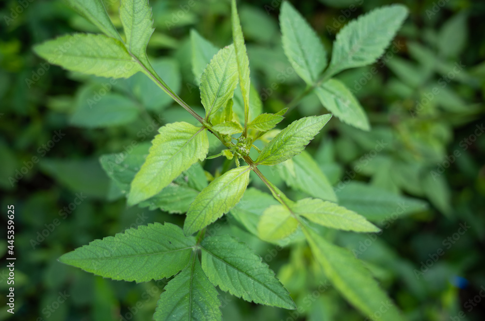 fresh wild plant with green leaves in japan fresh wild plant with green leaves in japan