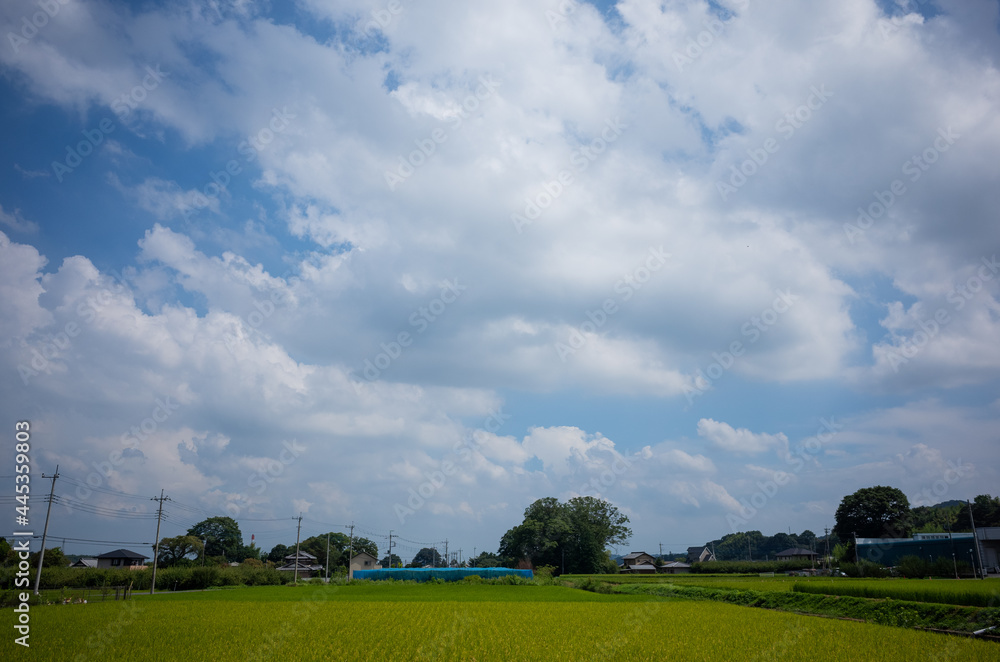 Naklejka premium summer cloudy sky and green rice field in nagano pref, japan