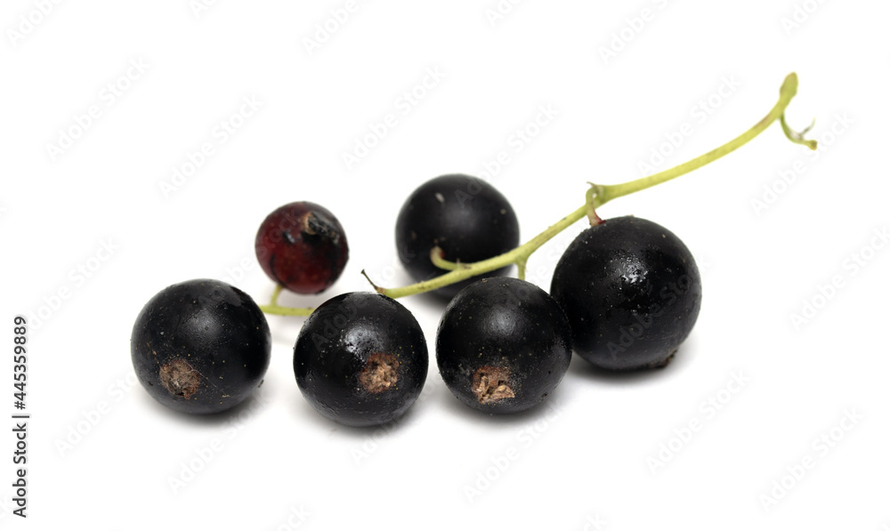 Black currant isolated on white background. Black currant isolated on white background.