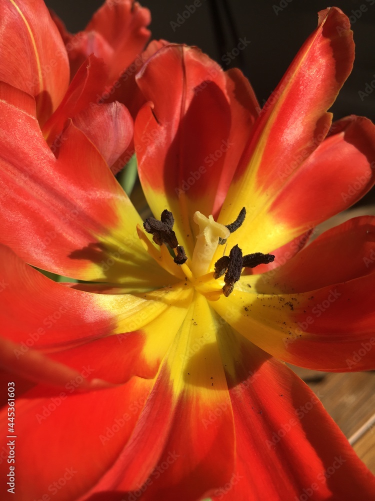 red and yellow tulip