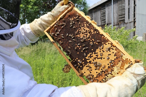 Imker arbeitet an seinem Bienenstock