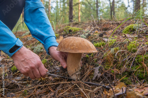 Hobby "mushroom hunting" in the forest.