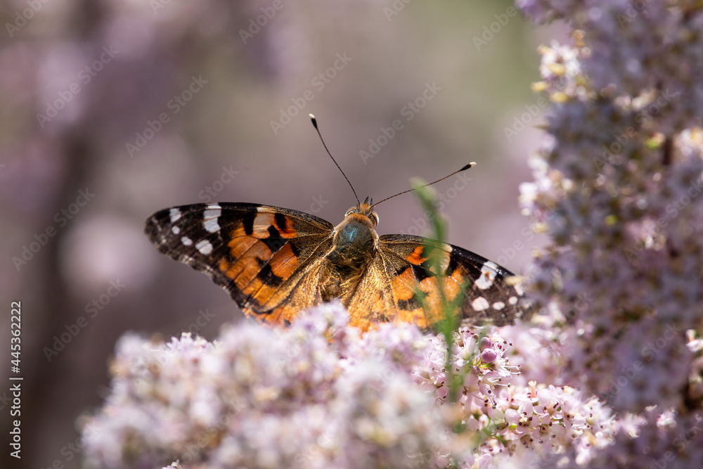 Obraz premium Vanessa cardui sit on the grass, summer and spring scene. painted lady butterfly