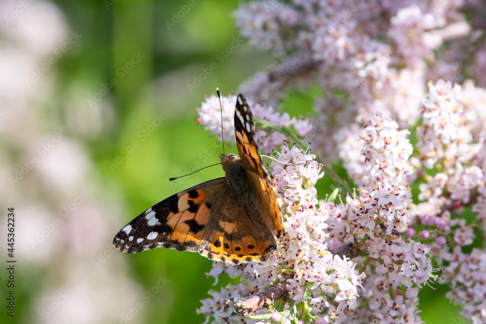 Vanessa cardui sit on the grass, summer and spring scene.
painted lady butterfly Vanessa cardui sit on the grass, summer and spring scene.
painted lady butterfly