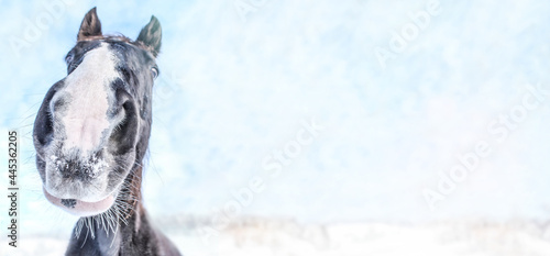 Close-up of a horse nostril in front of a winter landscape, wide screen