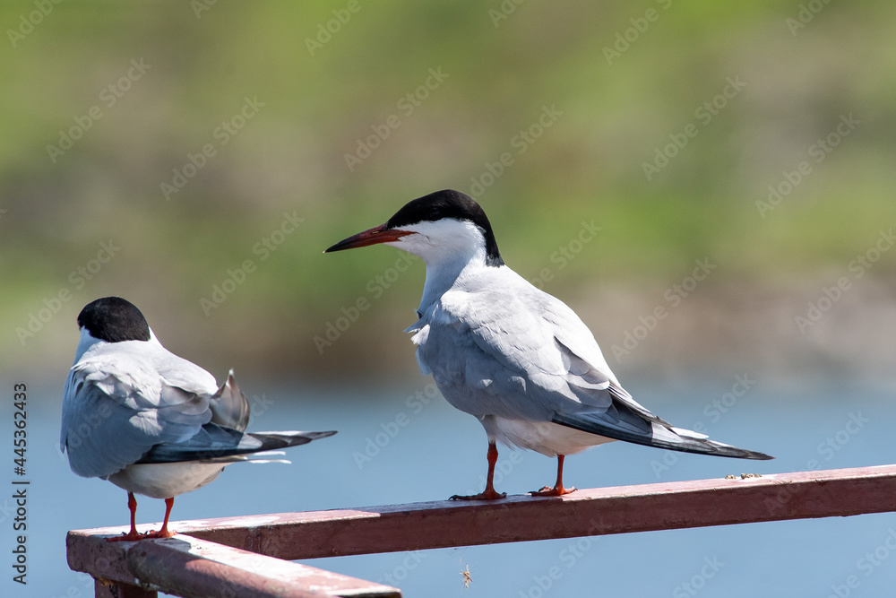 Fototapeta premium Sterna hirundo sit on the metal in river. Common tern sit on mirrod lake, spring and summer scene
