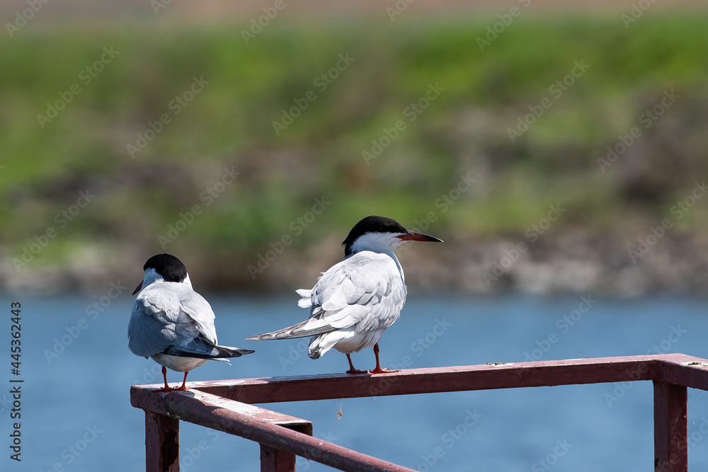 Fototapeta premium Sterna hirundo sit on the metal in river. Common tern sit on mirrod lake, spring and summer scene