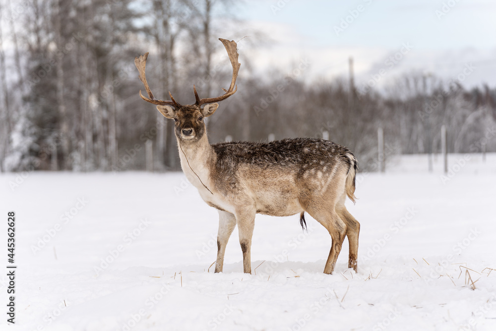 The red deer (Cervus elaphus) outdoor in winter near forest. The red deer (Cervus elaphus) outdoor in winter near forest.