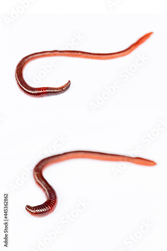 Earthworms in white background on macro photo 