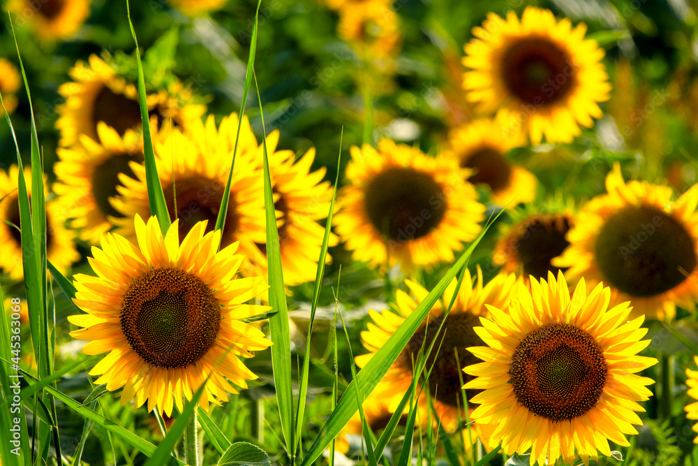 Obraz premium Common sunflower