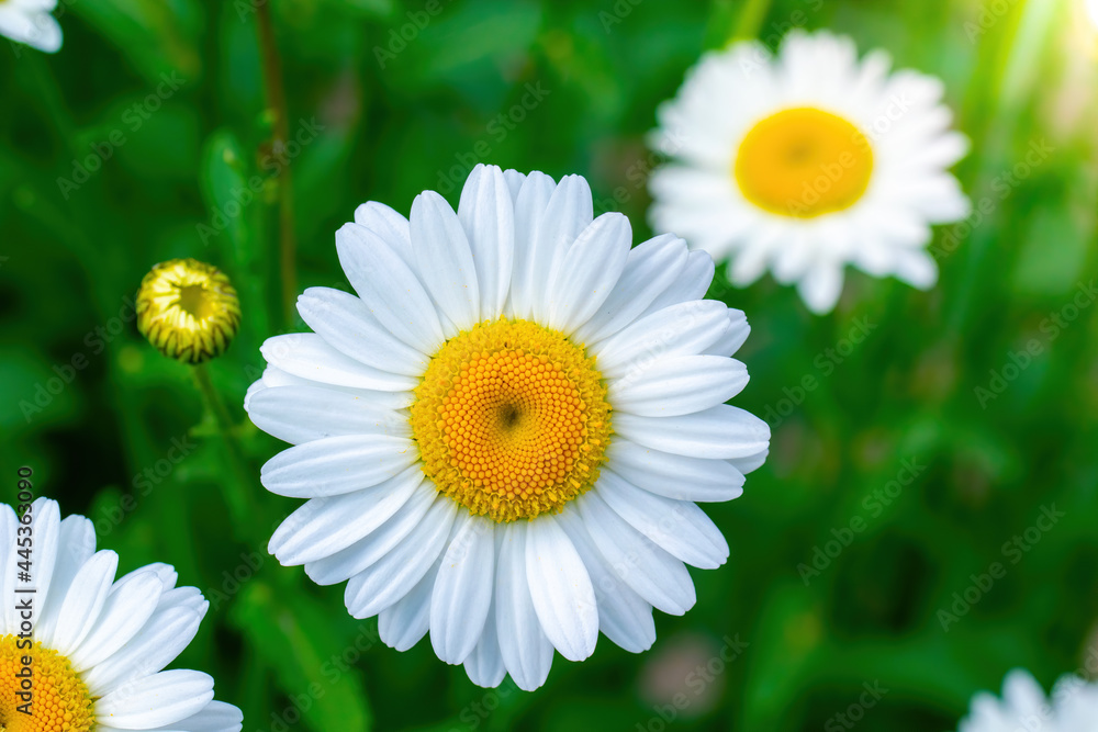 Fototapeta premium Branch of a tree with white flower