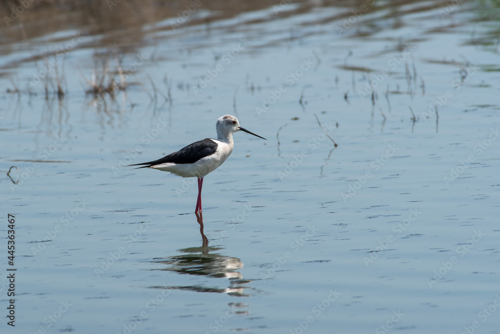 Recurvirostra avosetta walk on salt lake Bolsoi liman.
Family Pied avocet walk in lake, Volgograd region, Russia.
Recurvirostra avosetta walk on salt lake Bolsoi liman.
Family Pied avocet walk in lake, Volgograd region, Russia.