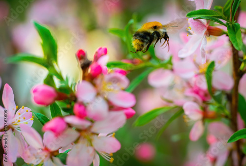 Bee collects nectar of pink almond flower