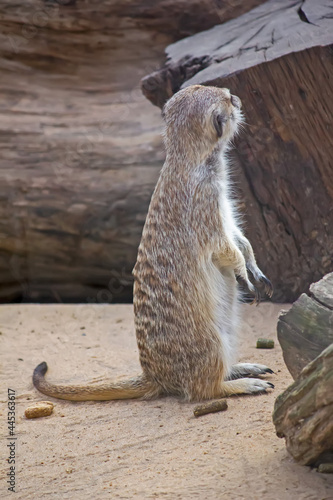 meerkat on guard