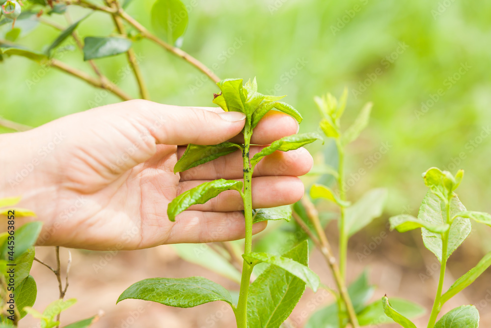 Young adult woman hand showing black bugs on blueberry twig. Parasites