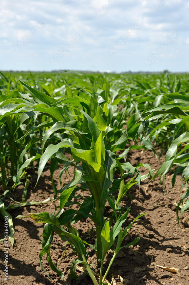 green corn field in bright spring day