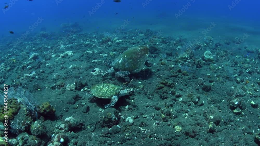 Two Hawksbill Sea Turtles are fighting for territory. Amazing underwater world of Tulamben, Bali, Indonesia. Two Hawksbill Sea Turtles are fighting for territory. Amazing underwater world of Tulamben, Bali, Indonesia.