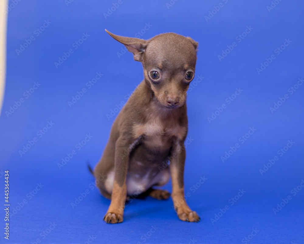 Dog of breed Russian Toy Terrier. Dog of breed Russian Toy Terrier.