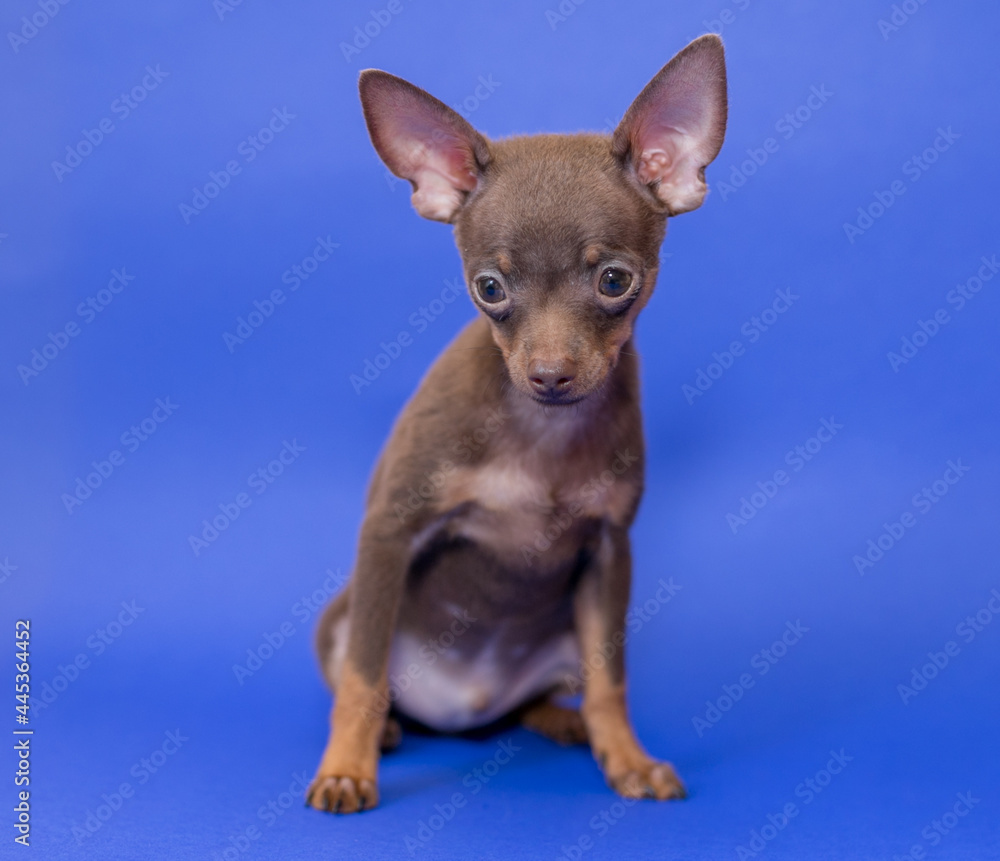 Dog of breed Russian Toy Terrier.