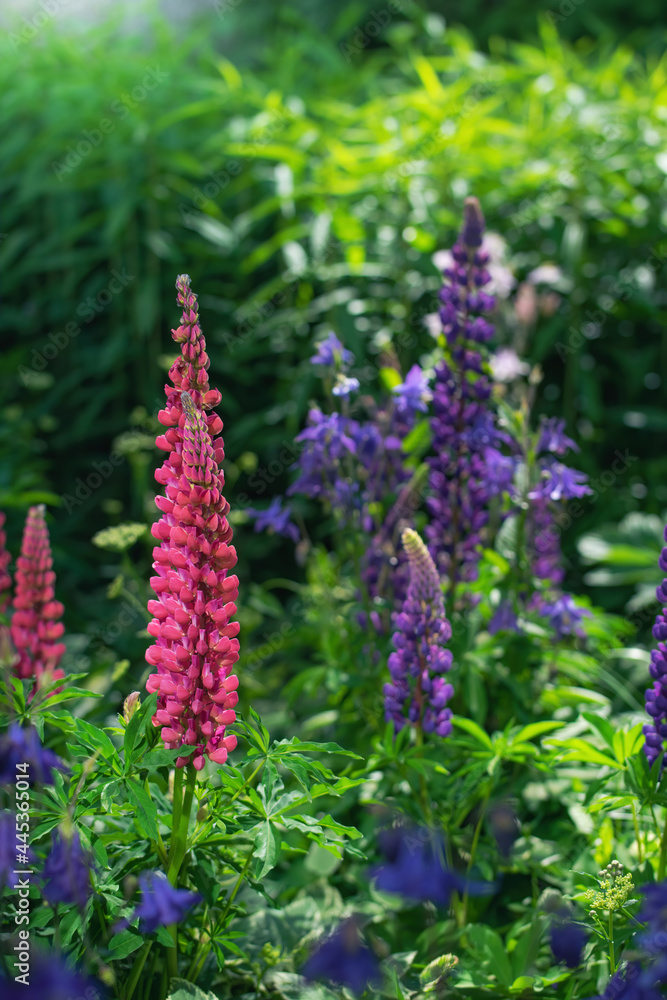 lupin flower on a blurred background. lupin flower on a blurred background.