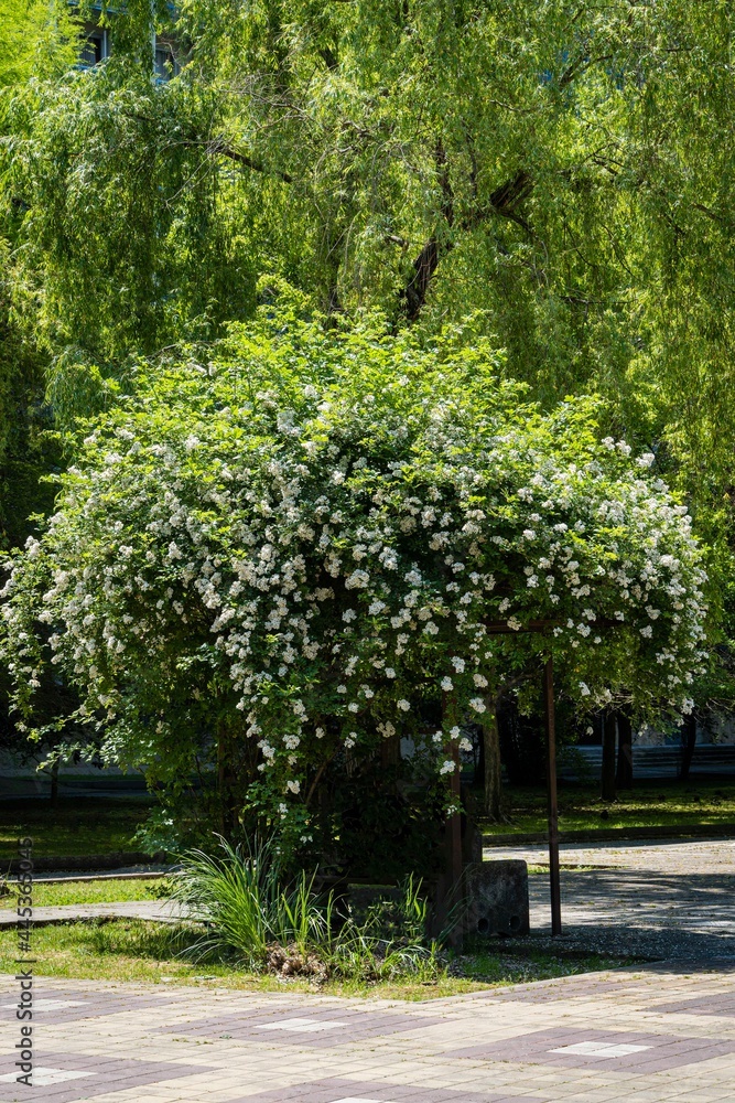 Huge bush with white double jasmine flowers Philadelphus coronarius sweet mock-orange in park of resort town of Adler. Blooming wild English dogwood in sunny spring park. Close-up. Floral landscape. Huge bush with white double jasmine flowers Philadelphus coronarius sweet mock-orange in park of resort town of Adler. Blooming wild English dogwood in sunny spring park. Close-up. Floral landscape.
