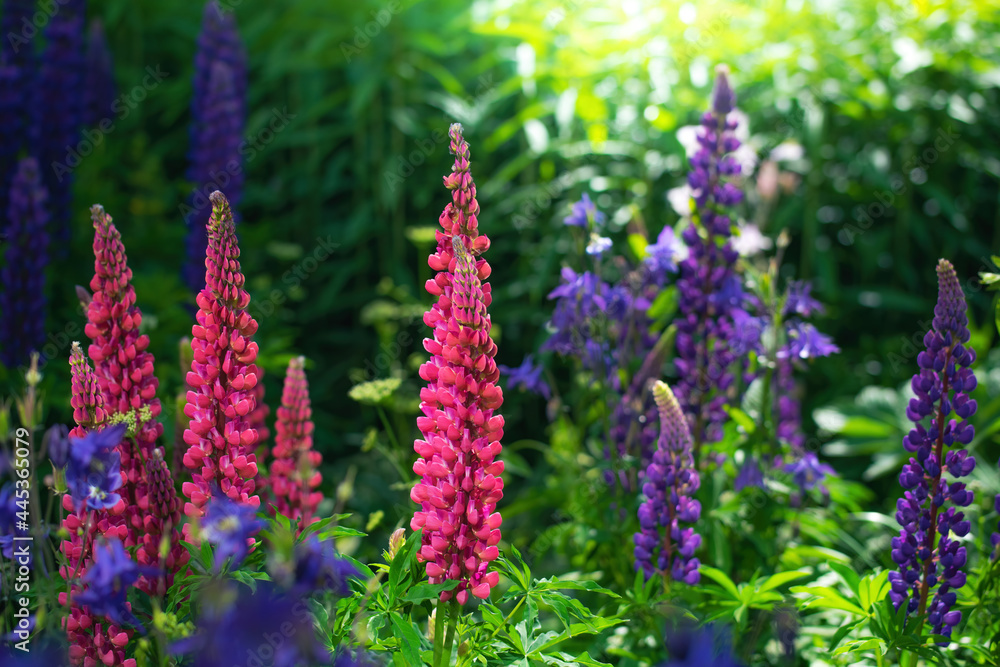 lupin flower on a blurred background. lupin flower on a blurred background.