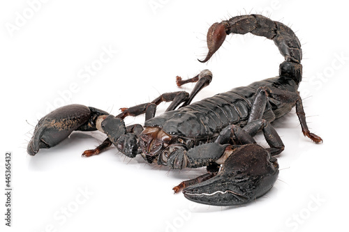 Skorpion Isoliert auf weissem Hintergrund