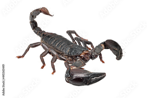 Skorpion Isoliert auf weissem Hintergrund