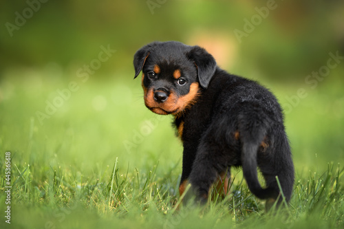 Fototapeta Naklejka Na Ścianę i Meble -  curious rottweiler puppy standing outdoors in summer