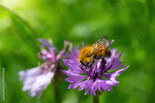 Bee collects flower nectar of cornflower