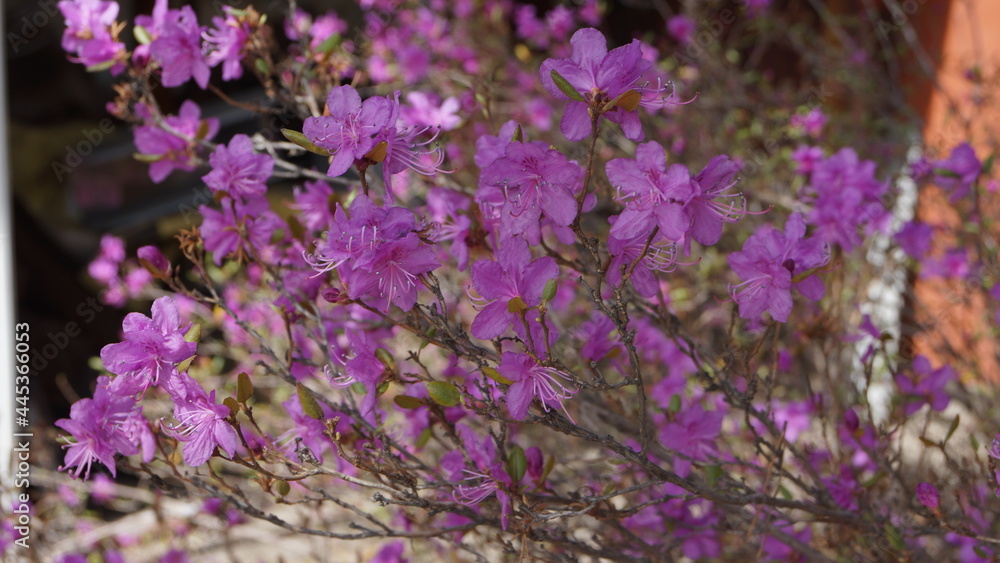 Obraz premium Rhododendron Daurian