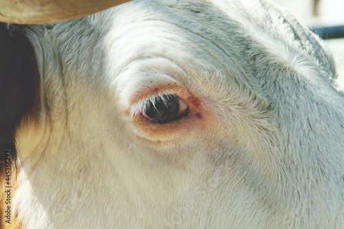 Primer plano del ojo y rostro de una vaca Fleckvieh expuestas al público. VIII Edición de la Feria del Campo (inglés: Field Fair) en 2018 en Bustarviejo, Madrid. photo